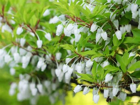 銅樹開花|ドウダンツツジとは｜育て方がわかる植物図鑑｜みんなの趣味の 